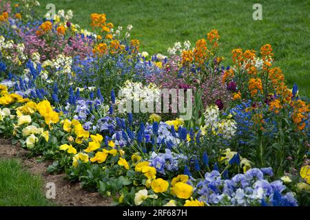 Wunderschönes und duftendes Frühlingsbettkonzept mit Tulpen, Muscari, Schlummerrollen und Hyazinthen in Helsinki, Finnland Mai Stockfoto