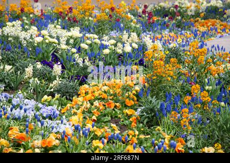 Wunderschönes und duftendes Frühlingsbettkonzept mit Tulpen, Muscari, Schlummerrollen und Hyazinthen in Helsinki, Finnland Mai Stockfoto