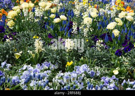 Wunderschönes und duftendes Frühlingsbettkonzept mit Tulpen, Muscari, Schlummerrollen und Hyazinthen in Helsinki, Finnland Mai Stockfoto