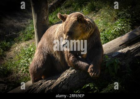 Ein wilder Bär in Bern, Schweiz Stockfoto