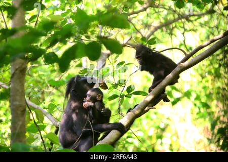 Eine Erwachsene Frau von Sulawesi-Schwarzkammmakaken (Macaca nigra) kümmert sich um einen Nachwuchs, während sie mit einem anderen Jugendlichen interagiert, während sie auf einem Zweig eines Baumes im Naturschutzgebiet Tangkoko, North Sulawesi, Indonesien sitzt. Männliche Kammmakaken reagieren selten (11 Prozent) auf Schreie von Säuglingen, die an agonistischen Interaktionen beteiligt sind, so ein Team von Primaten-Wissenschaftlern unter Leitung von Daphne Kerhoas in ihrem Bericht vom Juli 2023, der im International Journal of Primatology veröffentlicht wurde. Wir fanden auch heraus, dass Männer, die der beste Freund der Mutter waren, etwas eher darauf reagierten... Stockfoto