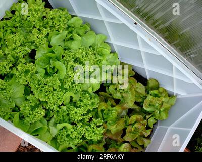 Kopfsalat (Lactuca sativa var. Capitata) grüner Salat Stockfoto