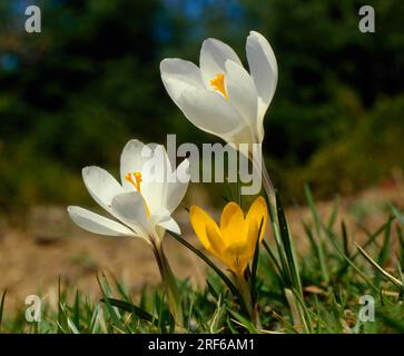 Snow crocus (Crocus chrysanthus), Crocus napolitanus Stockfoto