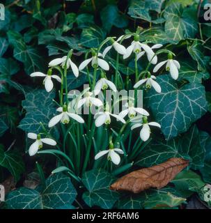 Schneeglöckchen, Frühlingswiesen, gemeiner Schneeglöckchen (Galanthus nivalis) mit Efeu Stockfoto