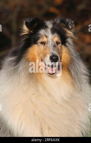 Collie (Blue Merle) Porträt, Kopfschuss, Collie Rough (156) (Longhaired Scottish Sheepdog) FCI, Standard Nr. 156 Stockfoto