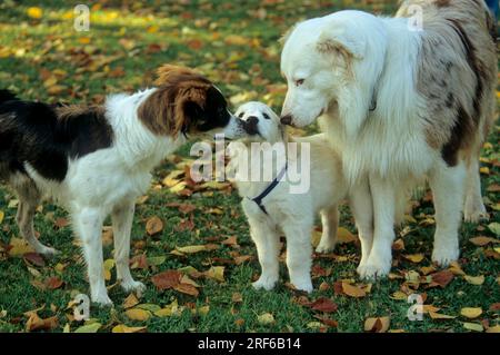 Kromfohrlaender + Australian Shepherd Willkommen Golden Retriever, Hündchen Stockfoto