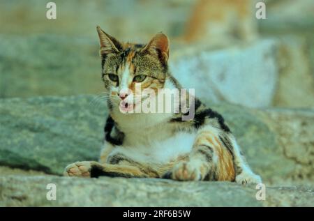 Schwarz-braun-weiße Katze liegt auf Stein, miau Stockfoto
