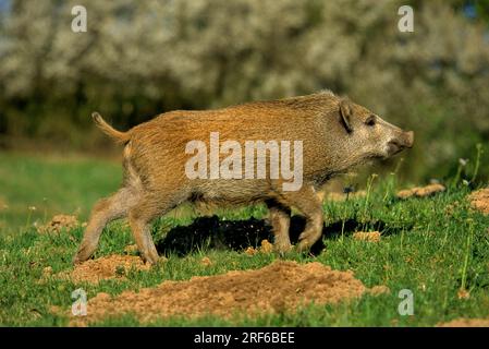 Frisches Eber, Wildschwein (Sus scrofa), 3 Mon Stockfoto