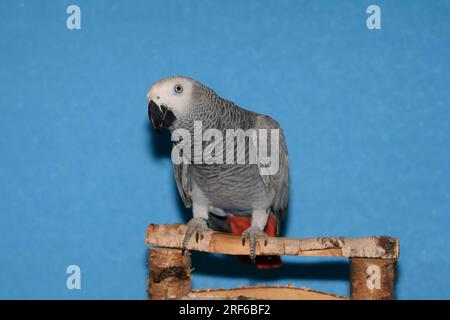 kongolesischer afrikanischer Papagei (Psittacus erithacus erithacus), auf Holz sitzend, kongolesischer grauer Papagei, weiblich 1, 5 Jahre alt Stockfoto