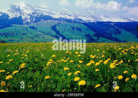 Frühlingswiesen in Toggenburg, die 7 Churfirsten, Canton St. Gallen, Schweiz Stockfoto