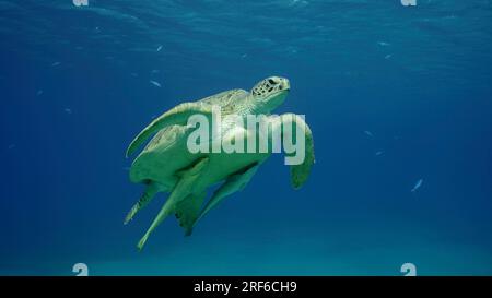 Rotes Meer, Ägypten. 17. Juni 2023. Große grüne Meeresschildkröte (Chelonia mydas), die im blauen Ozean schwimmt, Rotes Meer, Ägypten (Kreditbild: © Andrey Nekrasov/ZUMA Press Wire), NUR REDAKTIONELLE VERWENDUNG! Nicht für den kommerziellen GEBRAUCH! Stockfoto