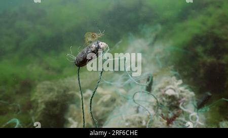 2. Juli 2023, Schwarzes Meer, Ukraine: Tiefseegarnelen auf einer Boje verlorenes Fischernetz auf Grünalgen im Schwarzen Meer, Geisterfanggerät Verschmutzung der Meere und Ozeane. Black Sea, Odessa, Ukraine (Kreditbild: © Andrey Nekrasov/ZUMA Press Wire) NUR REDAKTIONELLE VERWENDUNG! Nicht für den kommerziellen GEBRAUCH! Stockfoto