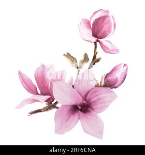 Rosa Magnolienblütenknospe hinterlässt Brüste. Von Hand gezeichnete Aquarelle Darstellung isoliert auf weißem Hintergrund Stockfoto