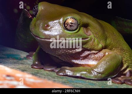 Australischer Grünbaumfrosch, Ranoidea caerulea, Litoria caerulea, wild, Malanda, Atherton Tablelands, Tropical North Queensland, Far North Queensland. Stockfoto