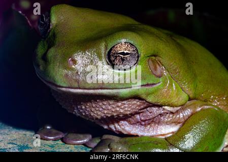 Australischer Grünbaumfrosch, Ranoidea caerulea, Litoria caerulea, wild, Malanda, Atherton Tablelands, Tropical North Queensland, Far North Queensland. Stockfoto