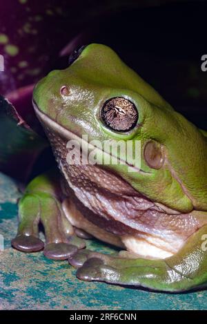 Australischer Grünbaumfrosch, Ranoidea caerulea, Litoria caerulea, wild, Malanda, Atherton Tablelands, Tropical North Queensland, Far North Queensland. Stockfoto