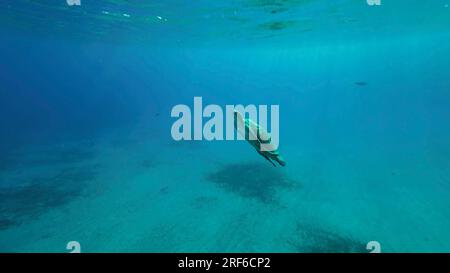 Rotes Meer, Ägypten. 17. Juni 2023. Große grüne Meeresschildkröte (Chelonia mydas), die im blauen Ozean schwimmt, Rotes Meer, Ägypten (Kreditbild: © Andrey Nekrasov/ZUMA Press Wire), NUR REDAKTIONELLE VERWENDUNG! Nicht für den kommerziellen GEBRAUCH! Stockfoto