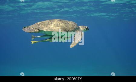 Rotes Meer, Ägypten. 17. Juni 2023. Große grüne Meeresschildkröte (Chelonia mydas) Schwimmen im blauen Ozean, Rotes Meer, Ägypten (Bild: © Andrey Nekrasov/ZUMA Press Wire) NUR REDAKTIONELLE VERWENDUNG! Nicht für den kommerziellen GEBRAUCH! Stockfoto