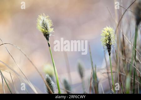 Hasenschwanz-Baumwollgras (Eriophorum vaginatum), Blumen in einer hellen Atmosphäre im Moor, Diepholzer Moorniederung, Niedersachsen, Deutschland Stockfoto