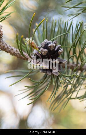 Moorkiefer (Pinus mugo subsp. Rotundata), Kegel in Nahaufnahme, Schwarzwald, Baden-Württemberg, Deutschland Stockfoto