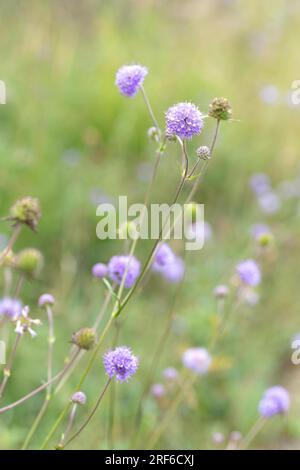 Teufelsbisskabbel (Succisa pratensis), Pflanzen in voller Blüte bei sonnigem Wetter, Naturschutzgebiet Wurzacher Ried, Baden-Württemberg, Deutschland Stockfoto