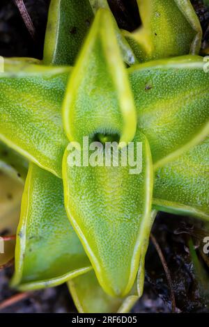 Butterkraut (Pinguicula vulgaris), Nahaufnahme der Blattrosette, Bayern, Deutschland Stockfoto