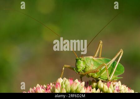 Zuckender grüner Buschkricket, männlich, Schleswig-Holstein, Deutschland (Tettigonia cantans) Stockfoto