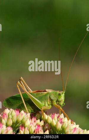 Zuckender grüner Buschkricket, männlich, Schleswig-Holstein, Deutschland (Tettigonia cantans) Stockfoto