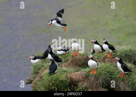 Atlantische Puffinkolonie (Fratercula arctica), Cape Dyrholaey, Island Stockfoto