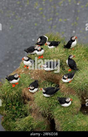 Atlantische Puffin-Kolonie (Fratercula arctica), Kap Dyrholaey, Island, auks Stockfoto