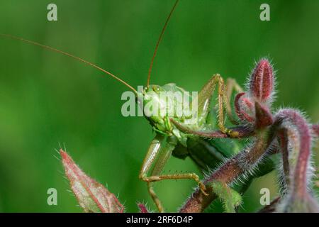 Zuckender grüner Buschkricket, männlich, Schleswig-Holstein, Deutschland (Tettigonia cantans) Stockfoto