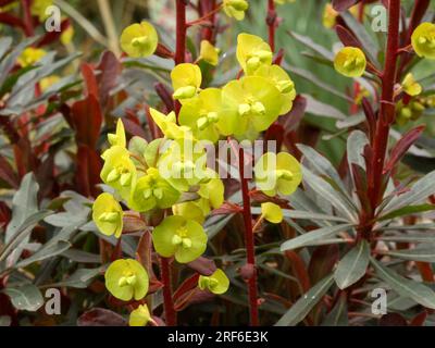 Holzspäne (Euphorbia amygdaloides) - „Purpurea Stockfoto