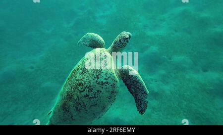 Die grüne Meeresschildkröte (Chelonia mydas) schwimmt von der Wasseroberfläche in Rochen, das Rote Meer, Ägypten Stockfoto
