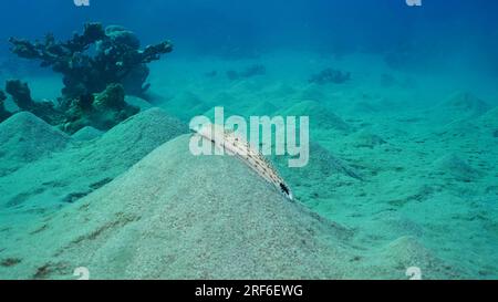 Sandperche auf sandigem Boden. Gesprenkelter Sandbarsch oder Schwarzschwanzgrubber (Parapercis hexophtalma) liegt auf hügeligem Sand und Meeresboden in der Tiefe, rotes Meer, Ägypten Stockfoto