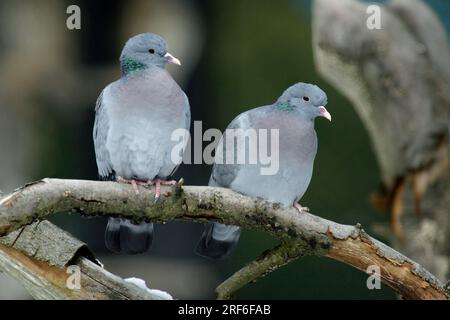 Stock Dove (Columba oenas), Pair, Bayern, Deutschland Stockfoto