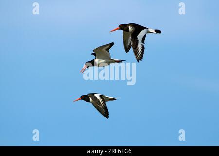 Oystercatcher (Haematopus ostralegus), Texel, Niederlande Stockfoto