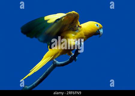 Goldener Conure (Aratinga guarouba) Stockfoto