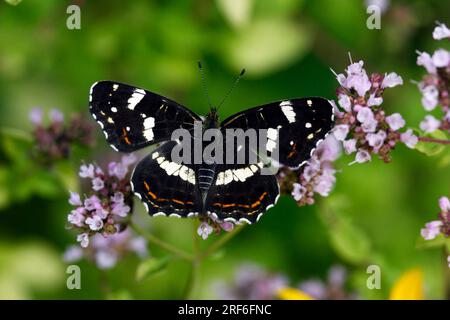 Map Butterfly (Araschnia levana), Sommergeneration, Niedersachsen, Deutschland Stockfoto