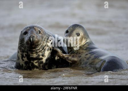 Graue Seehunde (Halichoerus grypus), Paar, England Stockfoto