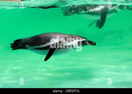 Humboldt-Pinguin (Spheniscus humboldti) Stockfoto