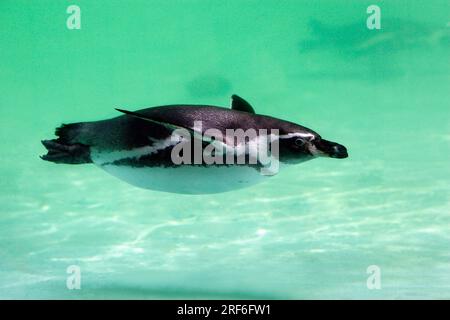 Humboldt-Pinguin (Spheniscus humboldti) Stockfoto