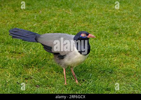 Korallenschnabeltier-Kuckuck (Carpococcyx renauldi) Stockfoto