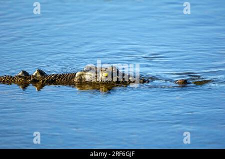 Salzwasserkrokodil (Crocodylus porosus), Kakadu Nationalpark, Northern Territory, Australien, Estuarine Krokodil Stockfoto