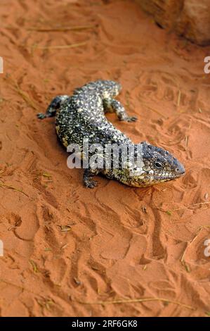 Stumpfschwanz-Skink (Tiliqua rugosa), Northern Territory, Australien (Trachydosaurus rugosus) (Trachysaurus rugosus), Zweiköpfige Echse, Pinecone Lizard Stockfoto