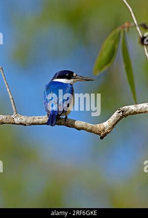Forest Kingfisher, Kakadu-Nationalpark, Northern Territory, Australien (Todiramphus macleayii) (Halcyon macleayii) Stockfoto