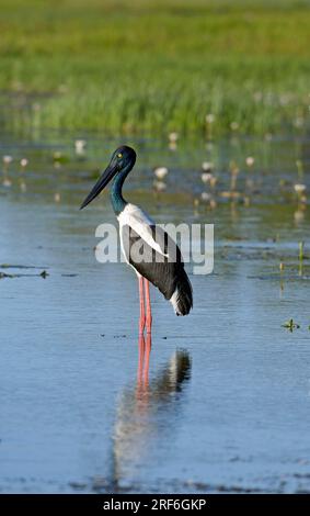 Schwarzhalsstorch (Ephippiorhynchus asiaticus), Kakadu-Nationalpark, Northern Territory (Xenorhynchus asiaticus), Australien Stockfoto