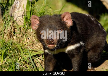 Tasmanischer Teufel (Sarcophilus harrisii), Tasmanien, Australien Stockfoto