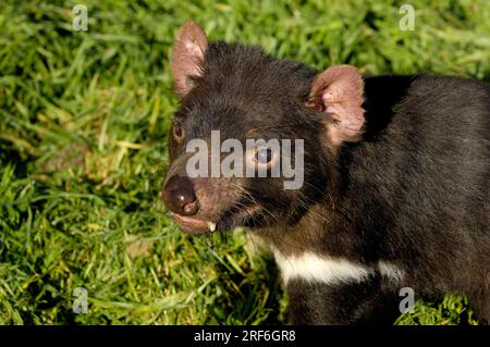 Tasmanischer Teufel (Sarcophilus harrisii), Tasmanien, Australien Stockfoto