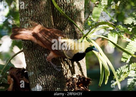 Paradiesvogel Raggiana (Paradisaea raggiana) Stockfoto