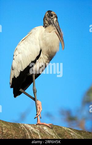 Holzstorch (Mycteria americana), Florida, American bald Ibis, USA Stockfoto